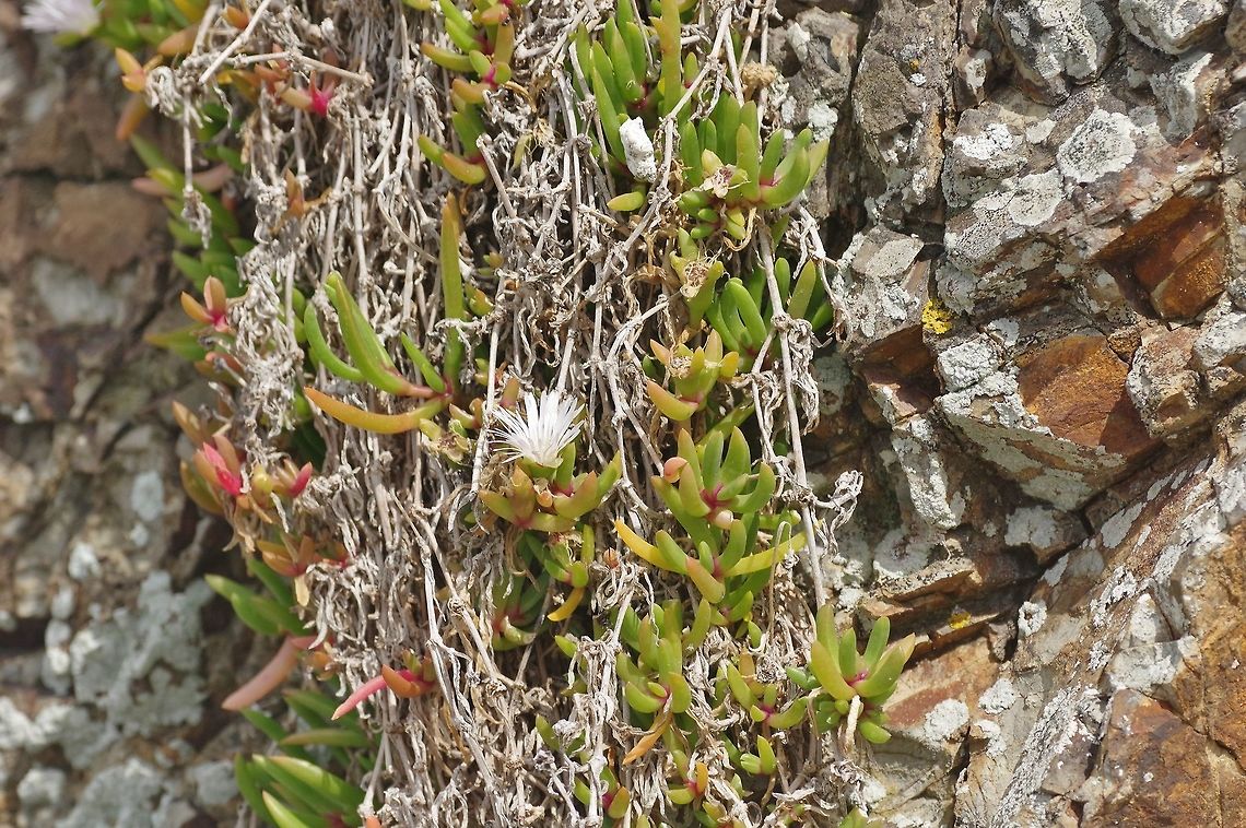 New Zealand iceplant (Disphyma australe) Tiritiri Matangi Island, New Zealand. Jan 2, 2017 Disphyma,Disphyma australe,Disphyma crassifolium,Geotagged,New Zealand,New Zealand iceplant,Summer