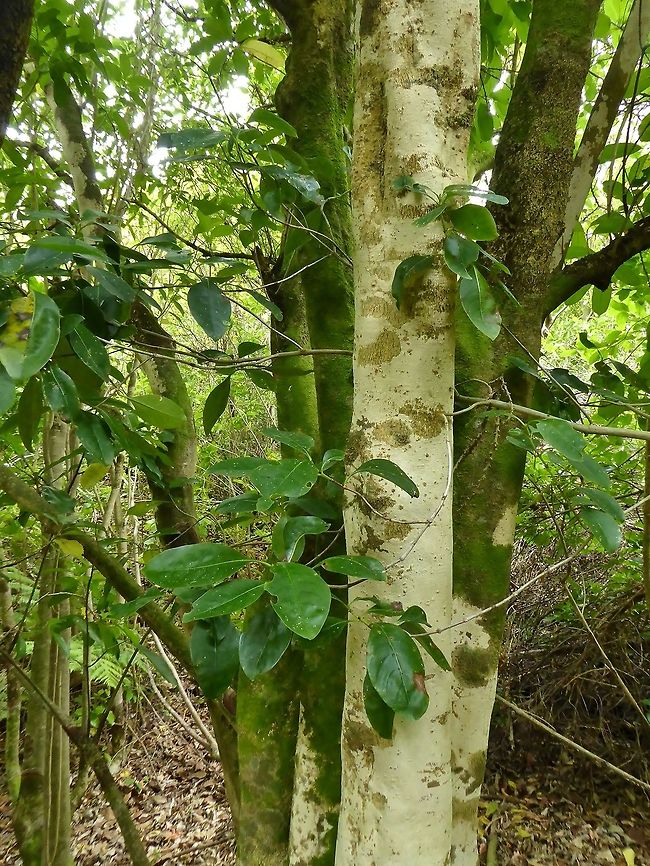 Puhoe / Whiteywood (Melicytus ramiflorus) Tiritiri Matangi Island, New Zealand. Jan 2, 2017 Geotagged,Melicytus ramiflorus,Māhoe,New Zealand,Summer