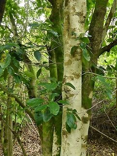 Puhoe / Whiteywood (Melicytus ramiflorus) Tiritiri Matangi Island, New Zealand. Jan 2, 2017 Geotagged,Melicytus ramiflorus,Māhoe,New Zealand,Summer