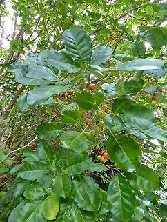 Puriri (Vitex lucens) Tiritiri Matangi Island, New Zealand. Jan 2, 2017 Geotagged,New Zealand,Puriri,Summer,Vitex lucens