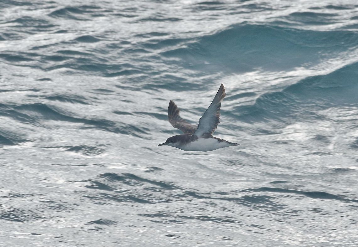 Fluttering shearwater (Puffinus gavia) Boat to Tiritiri Matangi Island, New Zealand. Jan 2, 2017 Fluttering shearwater,Geotagged,New Zealand,Puffinus gavia,Summer