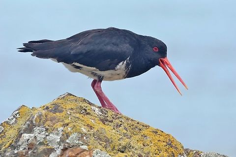 Variable oystercatcher - pied morph (Haematopus unicolor) Tiritiri Matangi Island, New Zealand. Jan 2, 2017 Geotagged,Haematopus unicolor,New Zealand,Summer,Variable oystercatcher