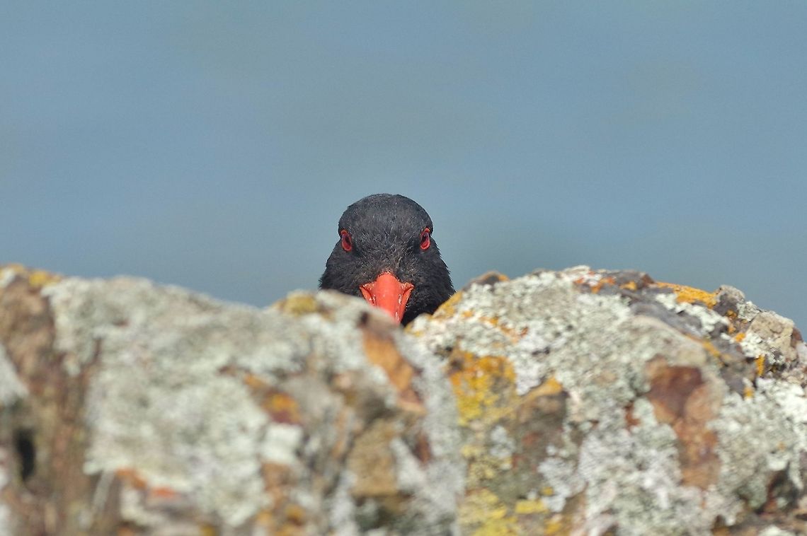 You lookin' at me, punk? Tiritiri Matangi Island, New Zealand. Jan 2, 2017 Geotagged,Haematopus unicolor,New Zealand,Summer,Variable oystercatcher