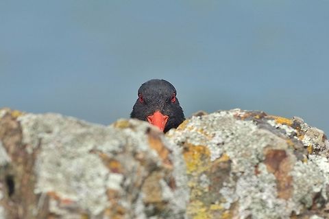 You lookin' at me, punk? Tiritiri Matangi Island, New Zealand. Jan 2, 2017 Geotagged,Haematopus unicolor,New Zealand,Summer,Variable oystercatcher