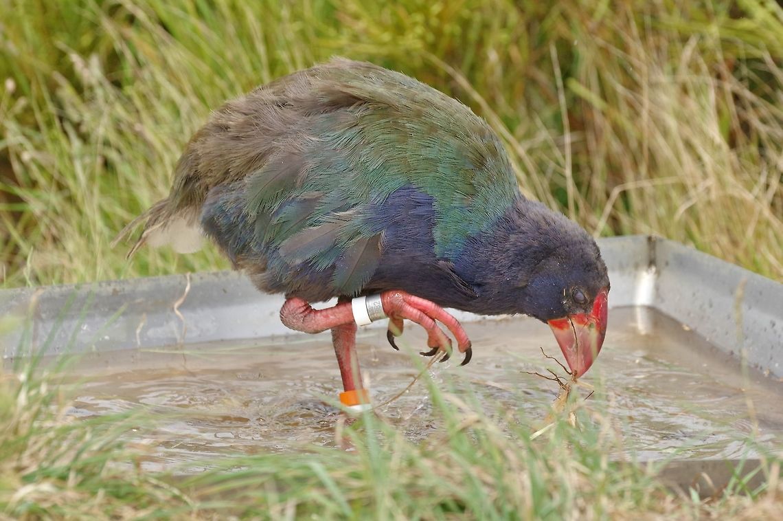 Takahē (Porphyrio hochstetteri) Tiritiri Matangi Island, New Zealand. Jan 2, 2017 Geotagged,New Zealand,Porphyrio hochstetteri,Summer,Takahē