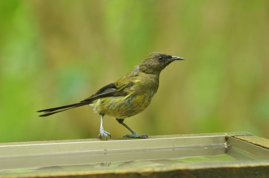 New Zealand bellbird / korimako (Anthornis melanura) Tiritiri Matangi Island, New Zealand. Jan 2, 2017 Anthornis melanura,Geotagged,New Zealand,Summer