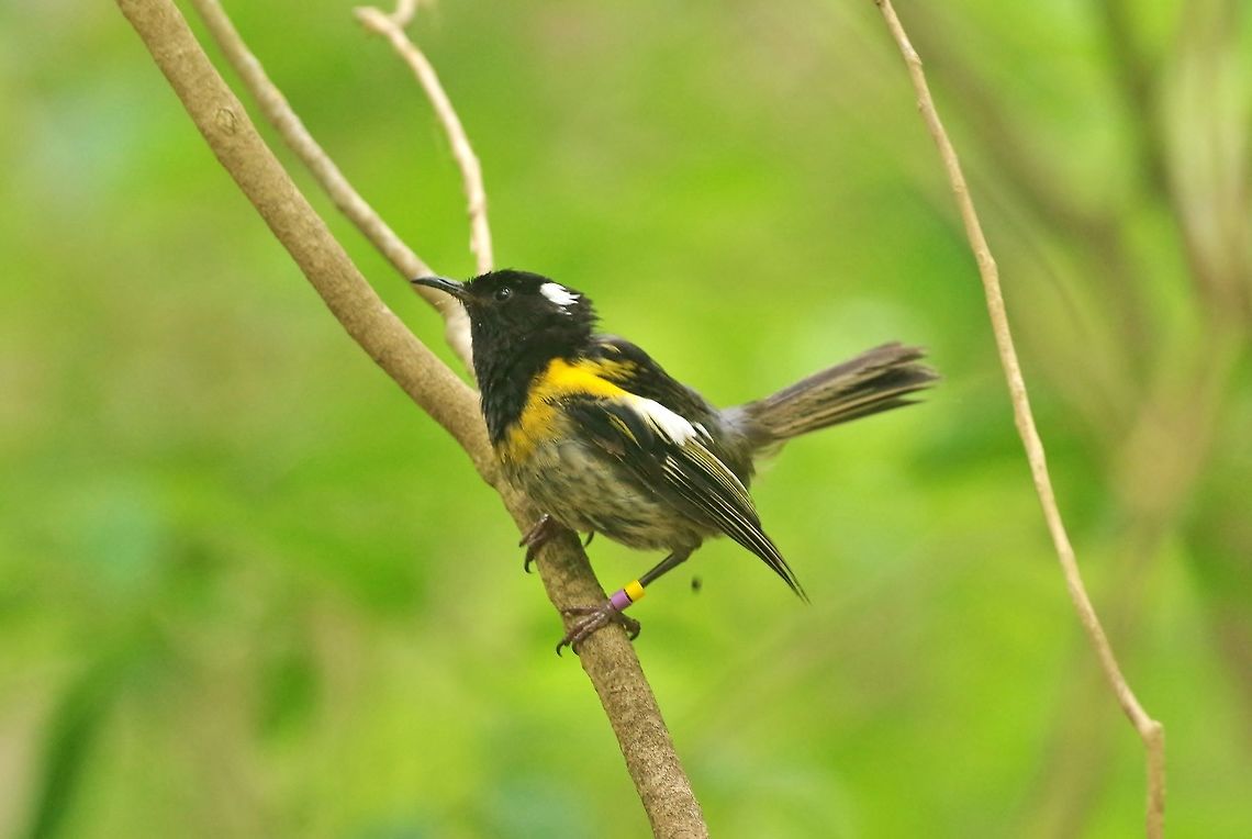 Stitchbird / hihi (Notiomystis cincta) Tiritiri Matangi Island, New Zealand. Jan 2, 2017 Geotagged,New Zealand,Notiomystis cincta,Stitchbird,Summer