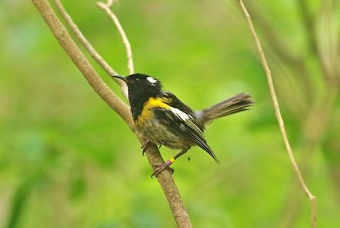Stitchbird / hihi (Notiomystis cincta) Tiritiri Matangi Island, New Zealand. Jan 2, 2017 Geotagged,New Zealand,Notiomystis cincta,Stitchbird,Summer