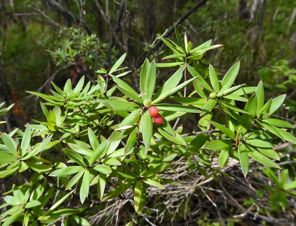 Totara (Podocarpus totara) Tawharanui Regional Park, New Zealand. Dec 27, 2016. Geotagged,New Zealand,Podocarpus totara,Summer,Tōtara