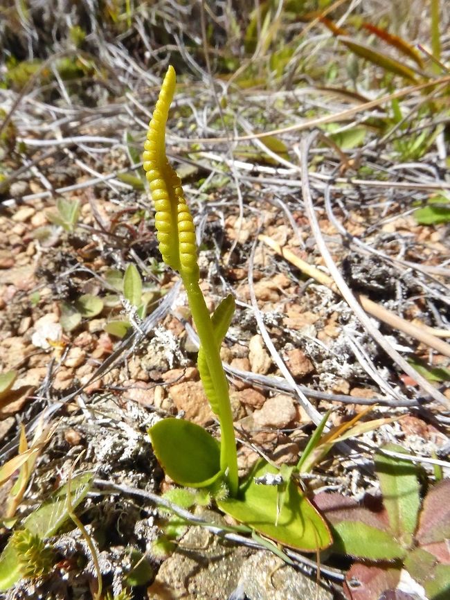 Adder's tongue fern (Ophioglossum coriaceaum) Crown Range road, New Zealand. Jan 5, 2017. Geotagged,New Zealand,Ophioglossum coriaceum,Summer