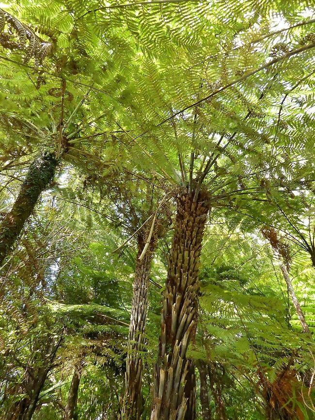 Silver tree fern (Cyathea dealbata) Waitakere Ranges RP, New Zealand. Jan 1, 2017 Cyathea dealbata,Geotagged,New Zealand,Silver fern,Summer