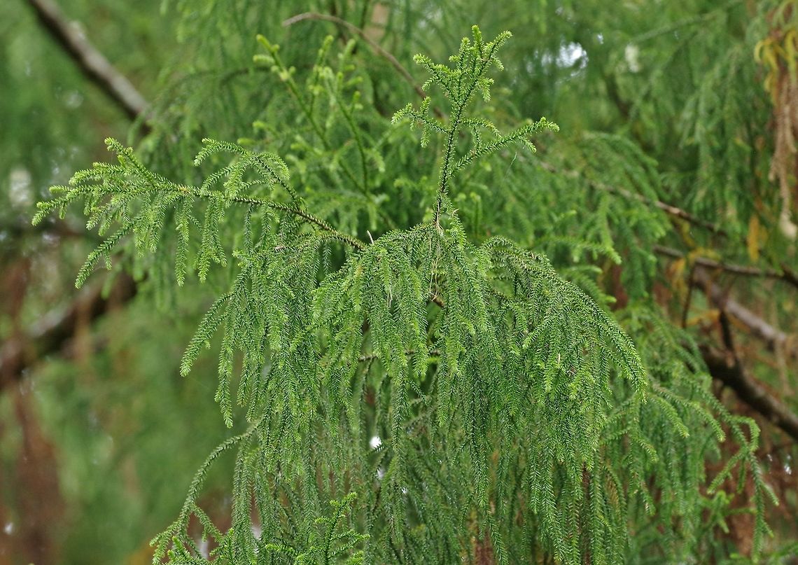 Rimu (Dacrydium cupressinum) Russell forest, New Zealand. Dec 29, 2016. Dacrydium cupressinum,Geotagged,New Zealand,Rimu,Summer