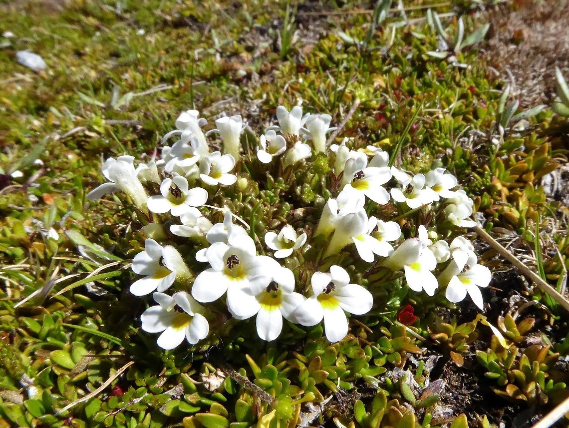 Eyebright (Euphrasia revoluta) Alta Lake, the Remarkables, New Zealand. Jan 5, 2017. Euphrasia revoluta,Geotagged,New Zealand,Summer