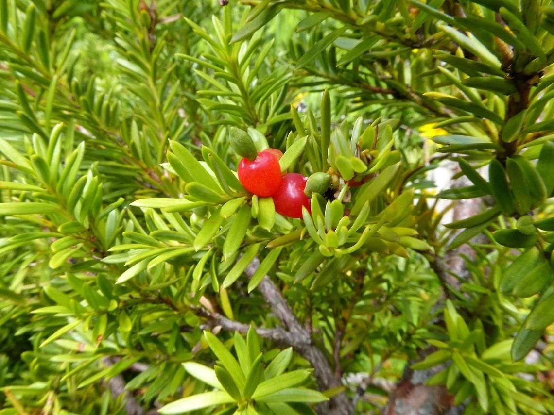Mountain totara (Podocarpus nivalis) Rob Roy Glacier Track, New Zealand. Jan 4, 2017. Geotagged,New Zealand,Podocarpus nivalis,Summer
