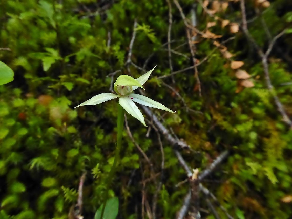 Slender Forest Orchid (Adenochilus gracilis) Rob Roy Glacier Track, Mt Aspiring NP, New Zealand. Jan 4, 2017. Adenochilus gracilis,Geotagged,New Zealand,Slender Forest Orchid,Summer