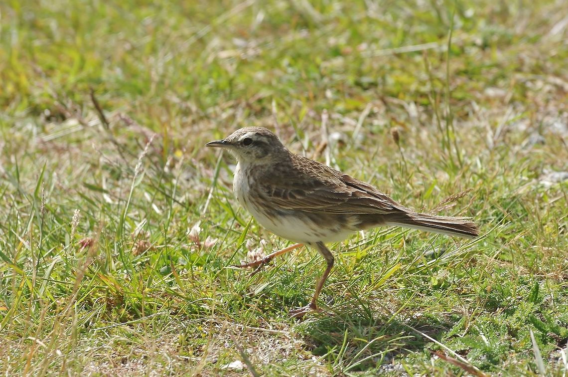 New Zealand pipit (Anthus novaeseelandiae) Rob Roy Glacier Track, Mt Aspiring NP, New Zealand. Jan 4, 2017. Anthus novaeseelandiae,Australasian pipit,Geotagged,New Zealand,Summer