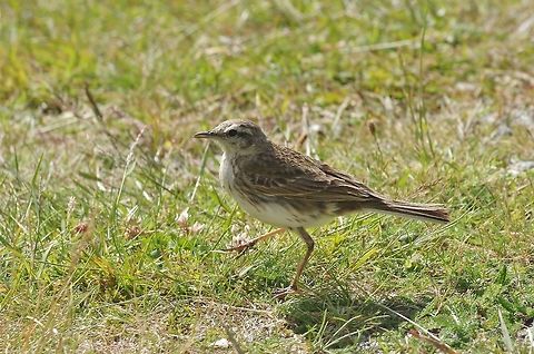 New Zealand pipit (Anthus novaeseelandiae) Rob Roy Glacier Track, Mt Aspiring NP, New Zealand. Jan 4, 2017. Anthus novaeseelandiae,Australasian pipit,Geotagged,New Zealand,Summer