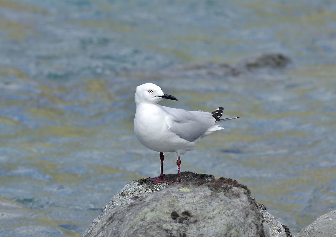 Black-billed gull (Chroicocephalus bulleri) Rob Roy Glacier Track, Mt Aspiring NP, New Zealand. Jan 4, 2017. Black-billed gull,Chroicocephalus bulleri,Geotagged,New Zealand,Summer