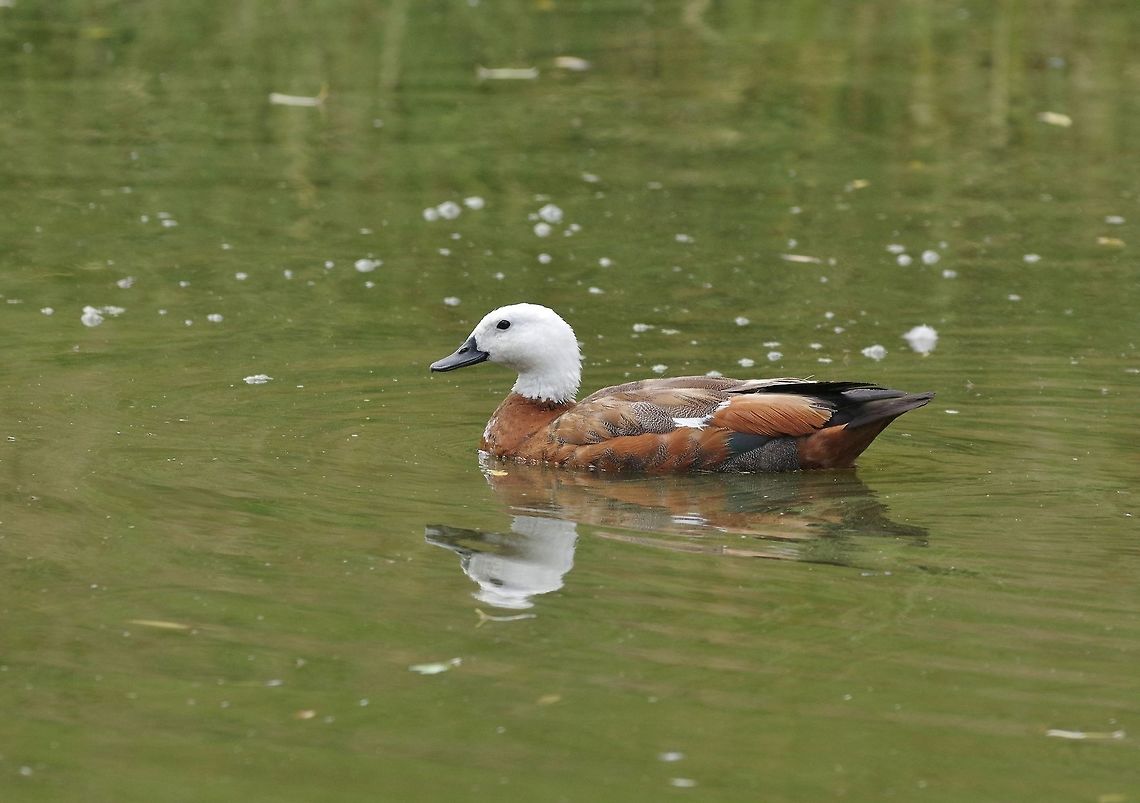 Putangitangi / Paradise shelduck (Tadorna variegata) Mt Aspiring NP, New Zealand. Jan 4, 2017. Geotagged,New Zealand,Paradise shelduck,Summer,Tadorna variegata