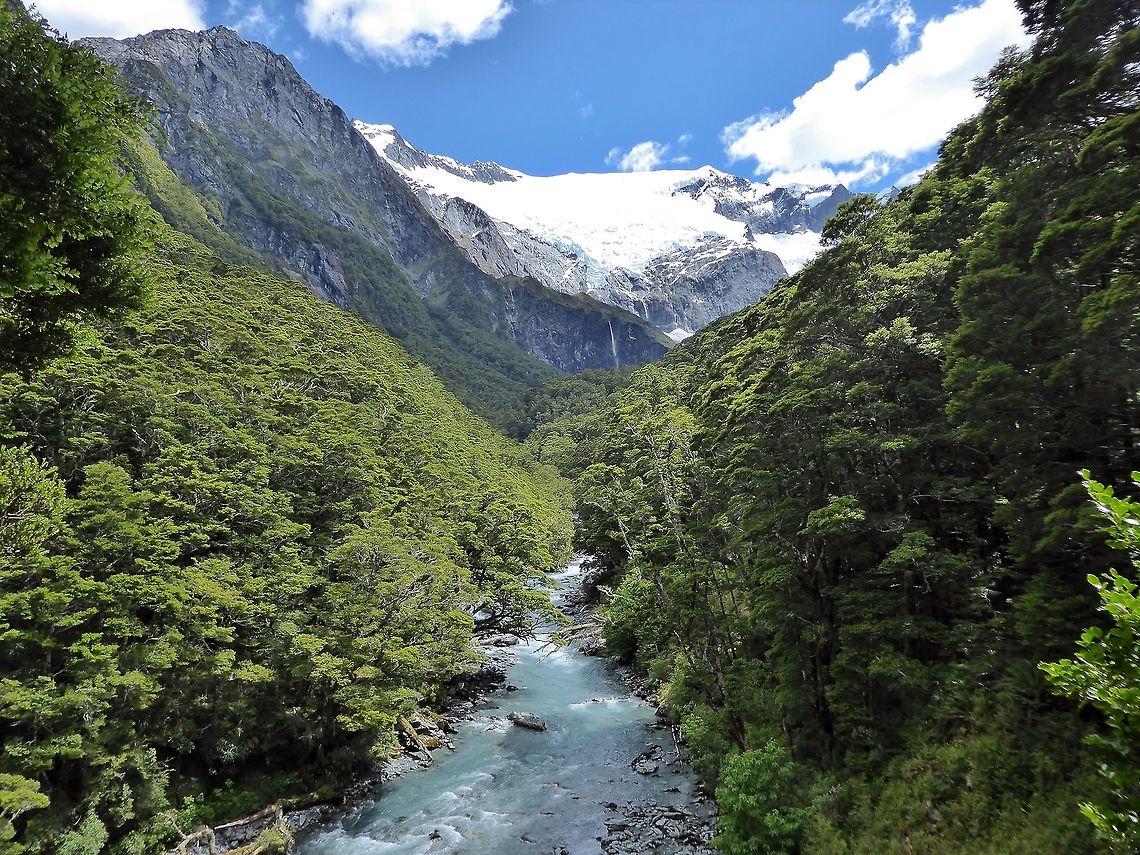 Beech forest below the Rob Roy Glacier Rob Roy Glacier Track, Mt Aspiring NP, New Zealand. Jan 4, 2017. Geotagged,New Zealand,Summer