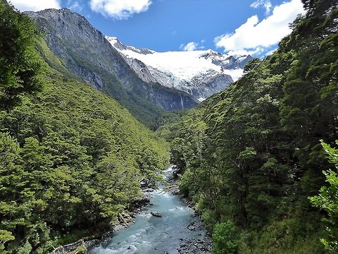 Beech forest below the Rob Roy Glacier Rob Roy Glacier Track, Mt Aspiring NP, New Zealand. Jan 4, 2017. Geotagged,New Zealand,Summer