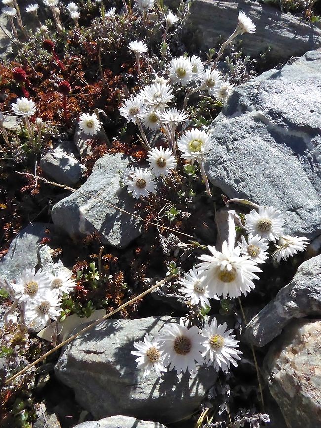 Hells Bells (Anaphalioides bellidioides) the Remarkables, New Zealand. 5 Jan, 2017. Anaphalioides bellidioides,Geotagged,Hells Bells,New Zealand,Summer