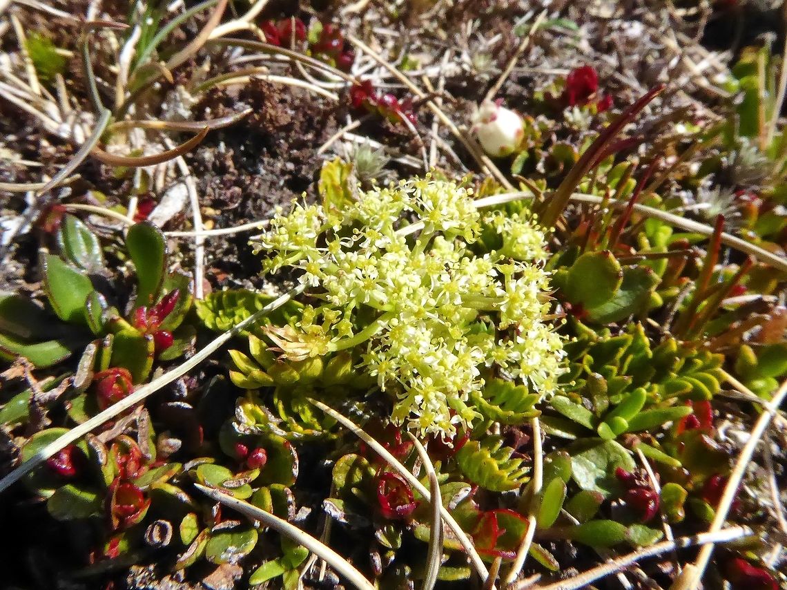 Anisotome flexuosa (Apiaceae) Alta Lake, The Remarkables, New Zealand. Jan 5, 2017 Anisotome flexuosa,Anistotome flexuosa,Geotagged,New Zealand,Summer