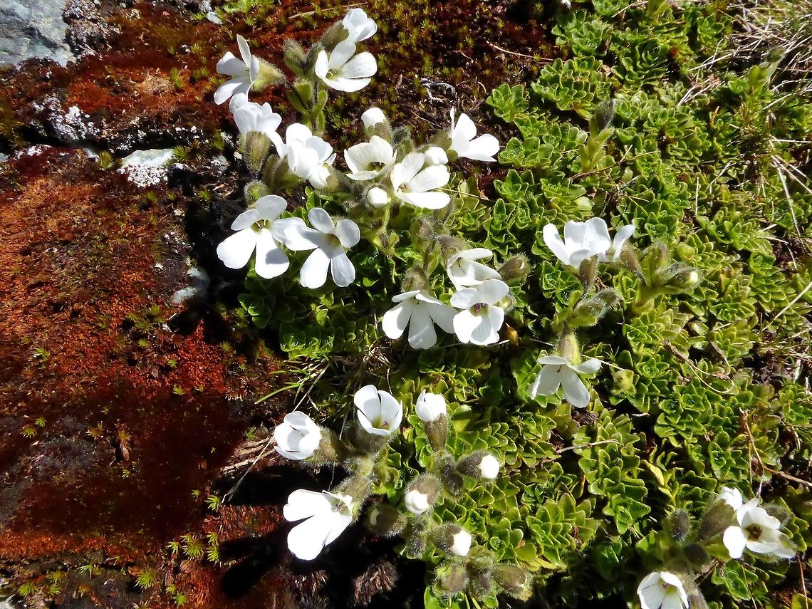 Mountain foxglove, New Zealand  Geotagged,Mountain foxglove,New Zealand,Ourisia glandulosa,Summer