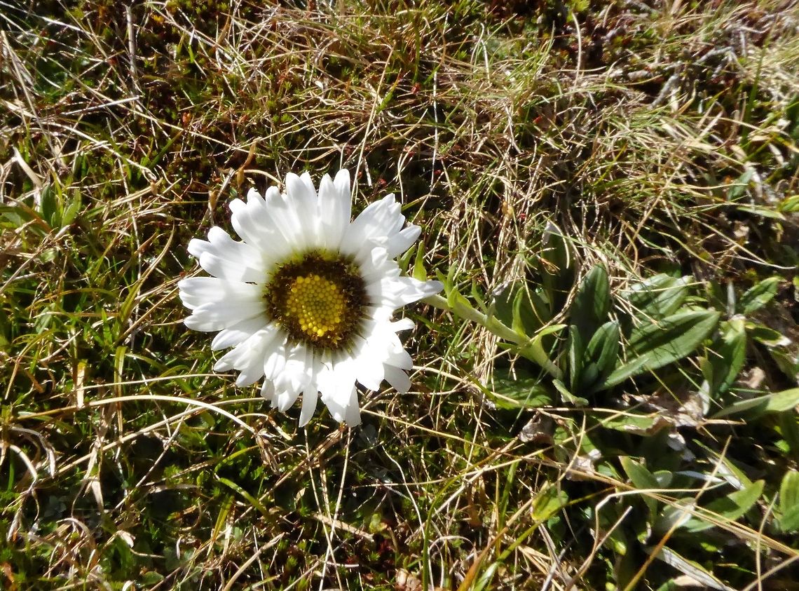Haast's mountain daisy (Celmisia haasti) Alta Lake, the Remarkables, New Zealand. Jan 5, 2017. Celmisia haastii,Geotagged,Haast's mountain daisy,New Zealand,Summer