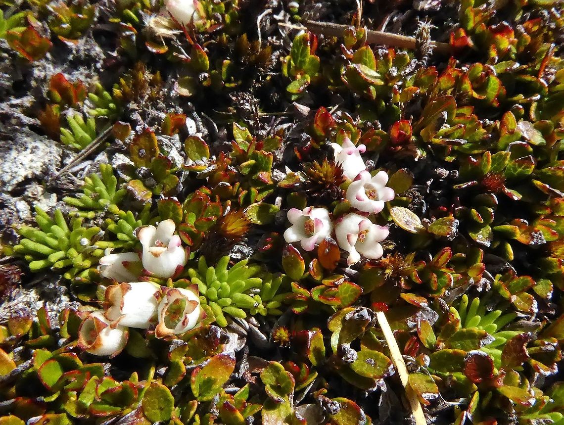Gaultheria nubicola (Ericaceae) Alta Lake, the Remarkables, New Zealand. Jan 5, 2017. Gaultheria nubicola,Geotagged,New Zealand,Summer