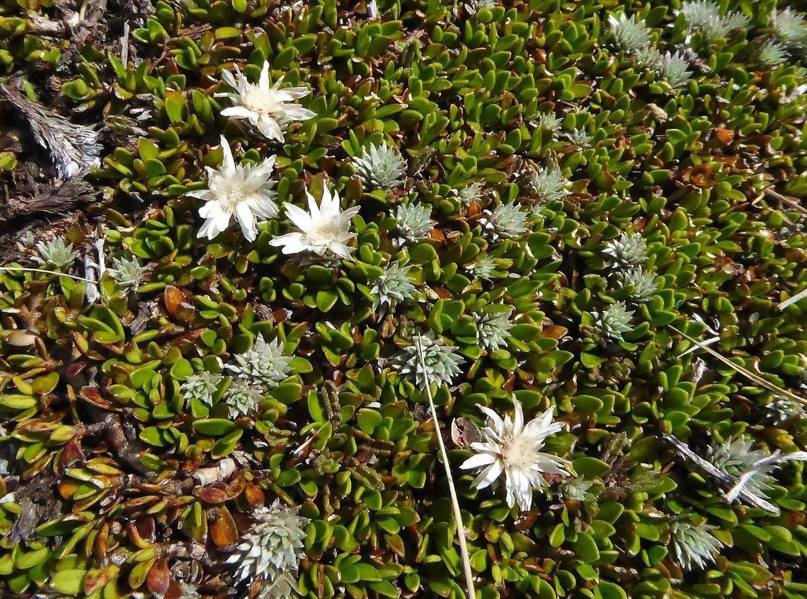 Large-flowered mat daisy (Raoulia grandiflora) Alta Lake, the Remarkables, New Zealand. Jan 5, 2017. Geotagged,Large-flowered mat daisy,New Zealand,Raoulia grandiflora,Summer