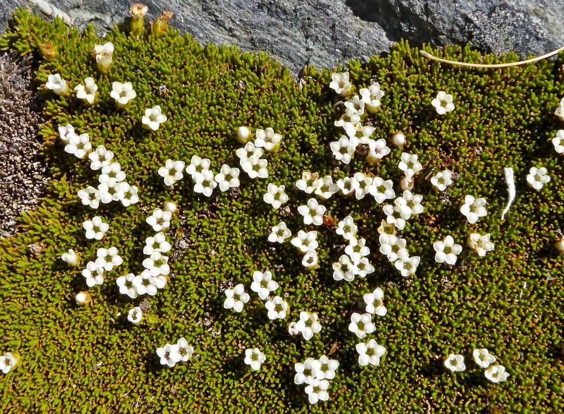 Cushion plant (Donatia novae zelandiae) Alta Lake, the Remarkables, New Zealand. Jan 5, 2017. Donatia novae-zelandiae,Geotagged,New Zealand,Summer