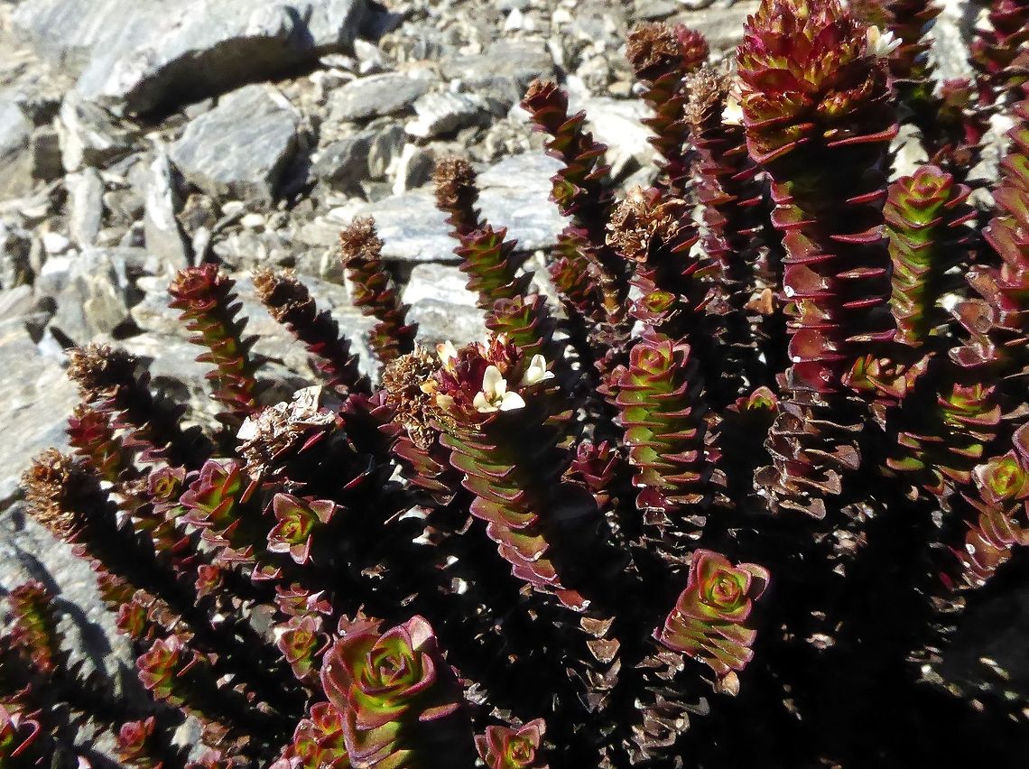 Hebe epacridea (Plantaginaceae) Alta Lake, the Remarkables, New Zealand. Jan 5, 2017. Geotagged,Hebe epacridea,New Zealand,Summer