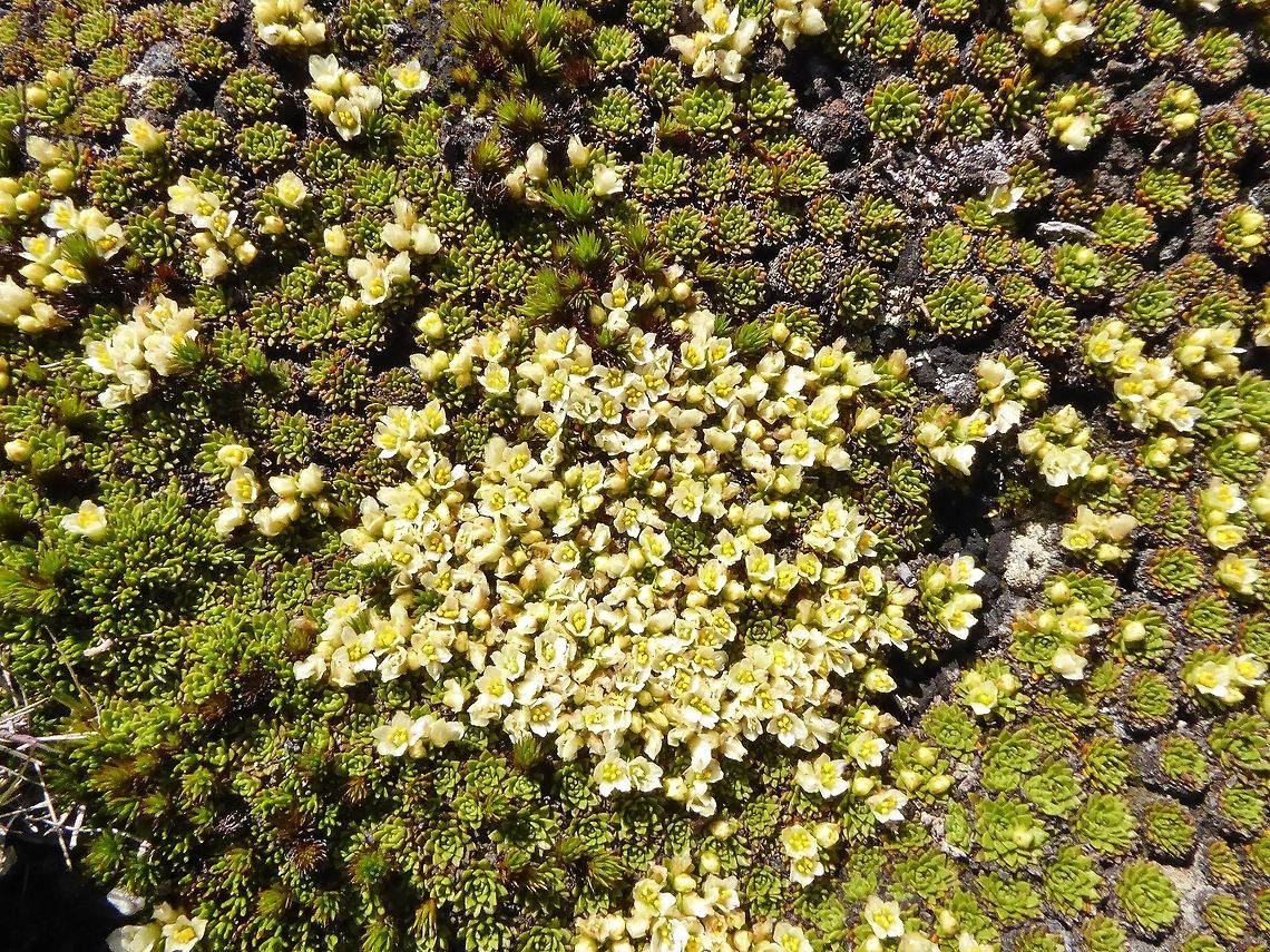 Hectorella caespitosa (Montiaceae) Lake Alta, the Remarkables, New Zealand. Jan 5, 2017 Geotagged,Hectorella caespitosa,New Zealand,Summer