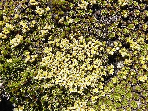 Hectorella caespitosa (Montiaceae) Lake Alta, the Remarkables, New Zealand. Jan 5, 2017 Geotagged,Hectorella caespitosa,New Zealand,Summer