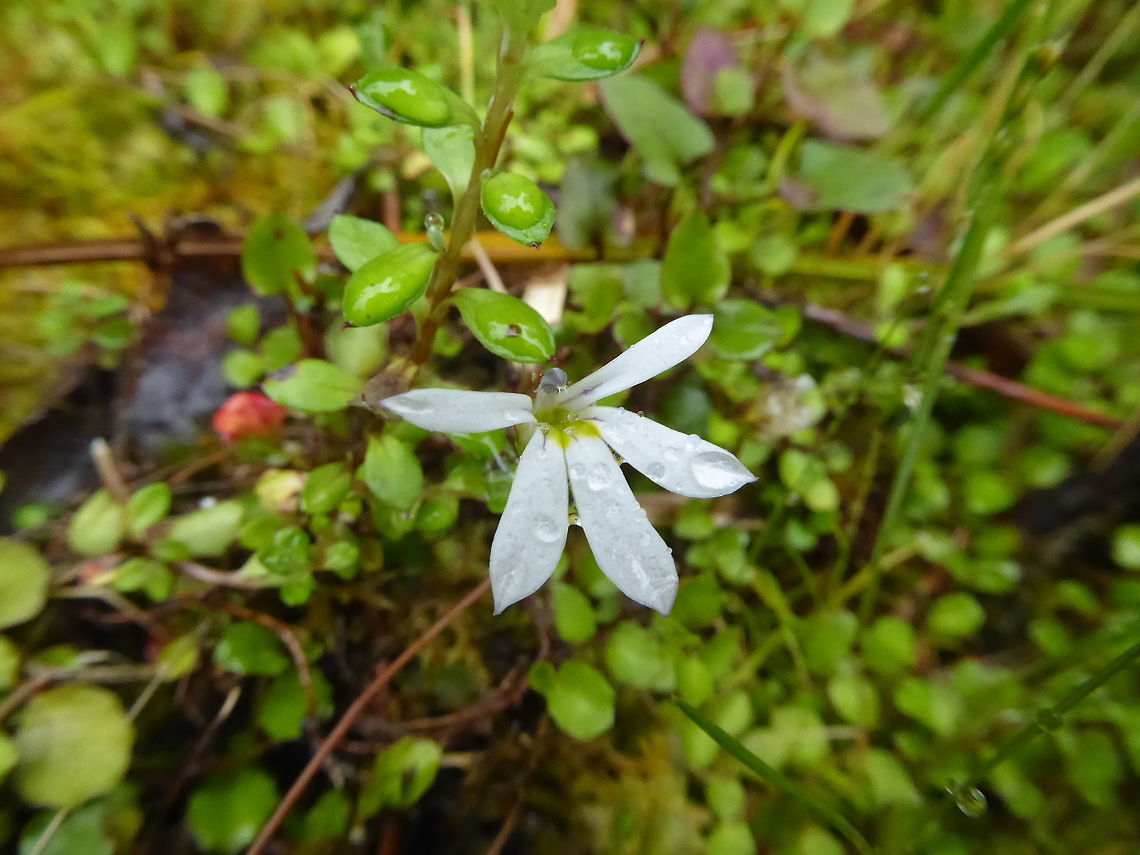 Panakenake (Lobelia angulata) Doubtful Sound, New Zealand. Jan 7, 2017 Geotagged,Lobelia angulata,New Zealand,Panakenake,Summer