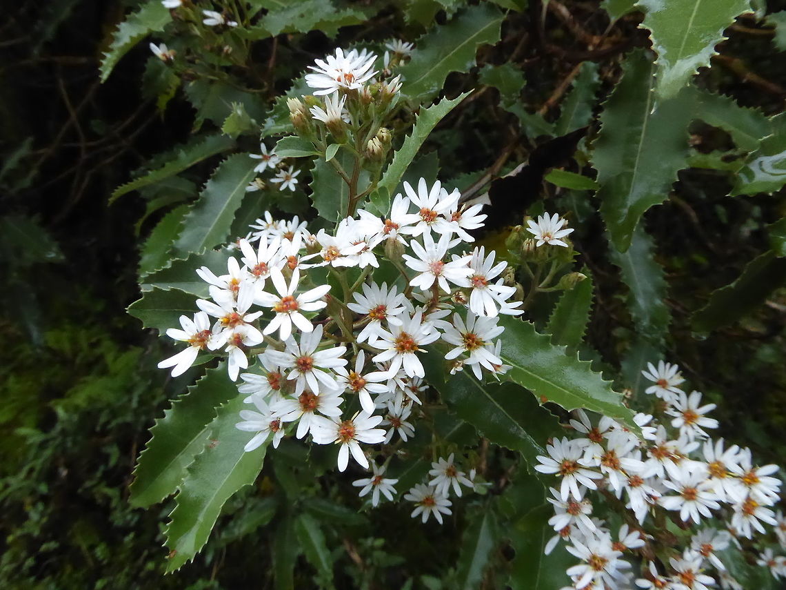 Maori holly / Hakeke (Olearia ilicifolia) Doubtful Sound, New Zealand. Jan 7, 2017 Geotagged,New Zealand,Olearia ilicifolia,Summer