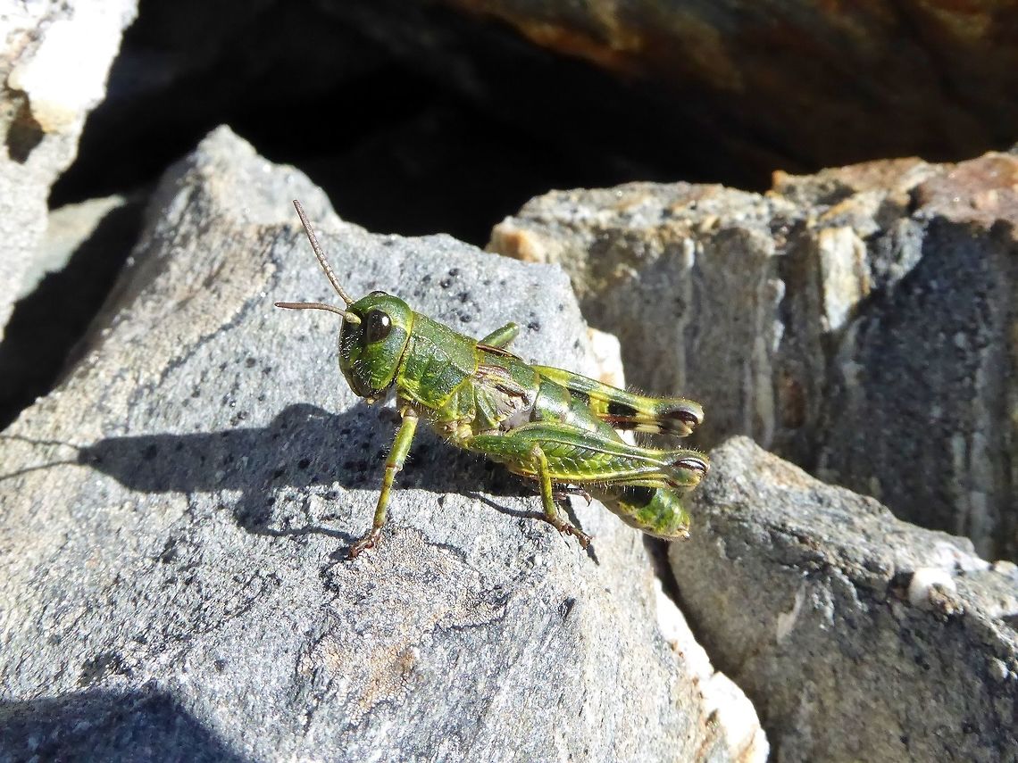 Sigaus australis (Acrididae) Alta Lake, the Remarkables, New Zealand. Jan 5, 2017. Geotagged,New Zealand,Sigaus australis,Summer