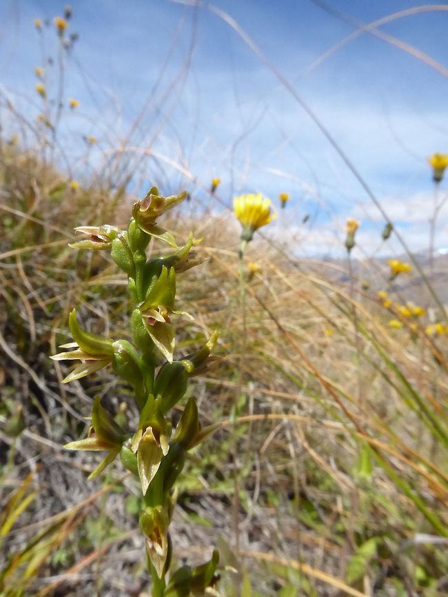 Common leek orchid (Prasophyllum colensoi) Crown Range Road, New Zealand. Jan 5, 2017. Common leek orchid,Geotagged,New Zealand,Prasophyllum colensoi,Summer