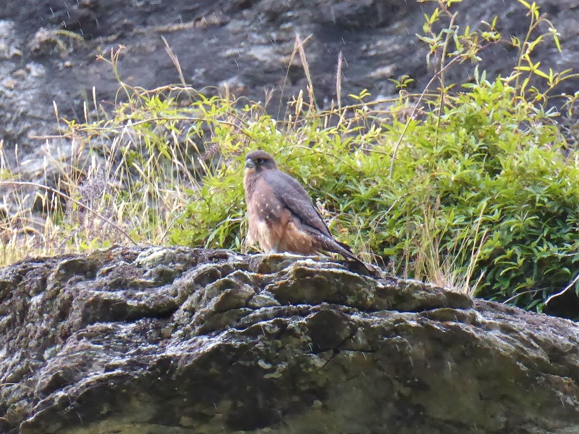 New Zealand falcon (Falco novaeseelandiae) Diamond Lake, Wanaka, New Zealand. Jan 3, 2017 Falco novaeseelandiae,Geotagged,New Zealand,New Zealand falcon,Summer