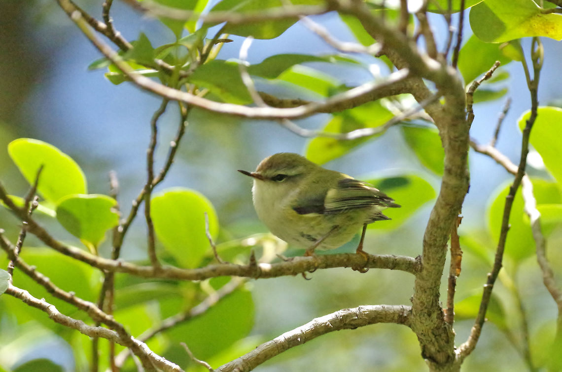 Rifleman / tītipounamu (Acanthisitta chloris) Rob Roy Glacier Track, Mount Aspiring NP, New Zealand. Jan 4, 2017. Acanthisitta chloris,Geotagged,New Zealand,Rifleman,Summer