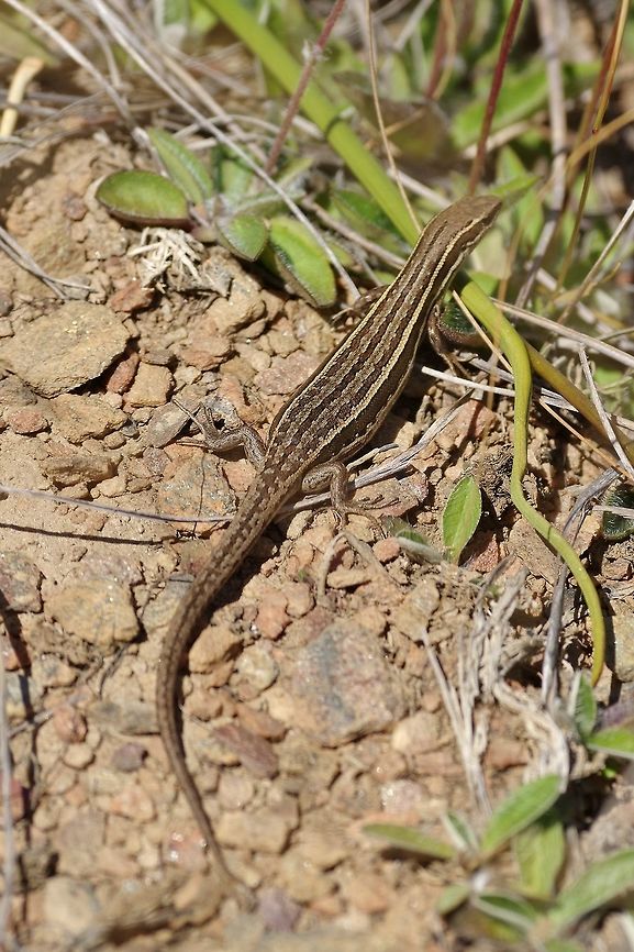 Common NZ skink (Oligosoma polychroma) Crown Range road, New Zealand. Jan 5, 2017. Common skink,Geotagged,New Zealand,Oligosoma polychroma,Summer