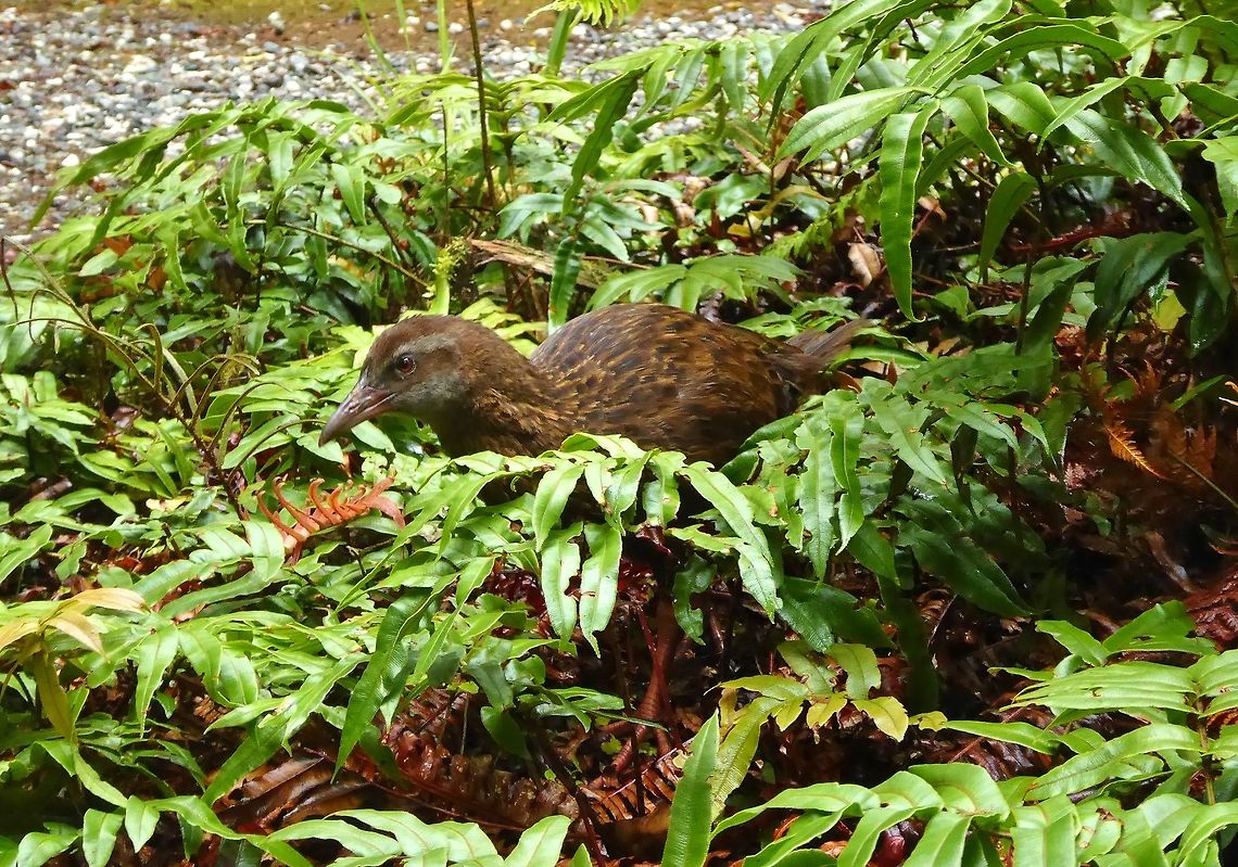 Weka (Gallirallus australis) Doubtful Sound NP, New Zealand. Jan 7, 2017 Gallirallus australis,Geotagged,New Zealand,Summer,Weka