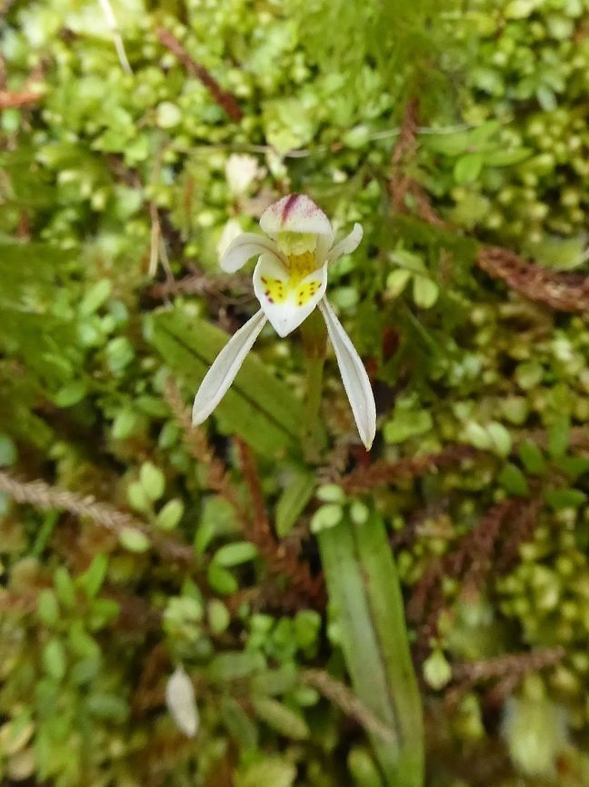 Odd-leaved orchid (Aporostylis bifolia) Stewart Island, New Zealand. Jan 10, 2017. Aporostylis bifolia,Geotagged,New Zealand,Odd-leaved orchid,Summer