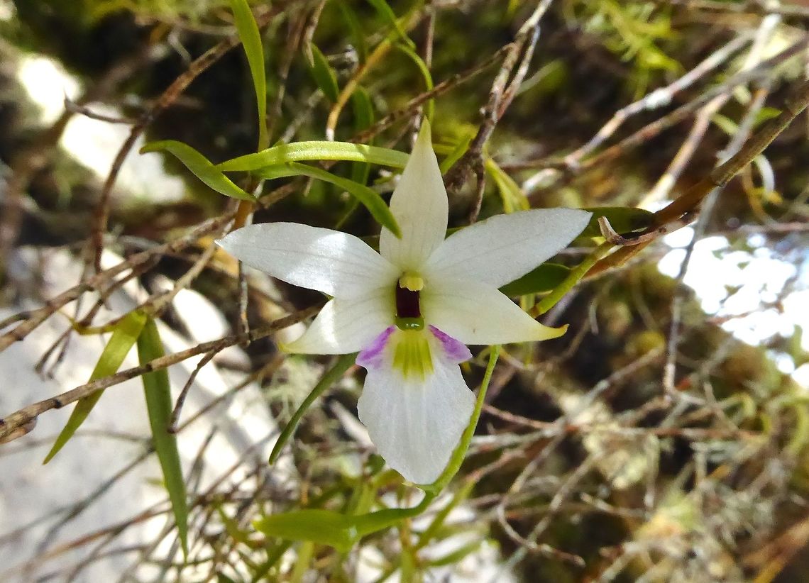 Winika cunninghamii (Orchidaceae) Stewart Island, New Zealand. Jan 10, 2017. Geotagged,New Zealand,Summer,Winika,Winika cunninghamii