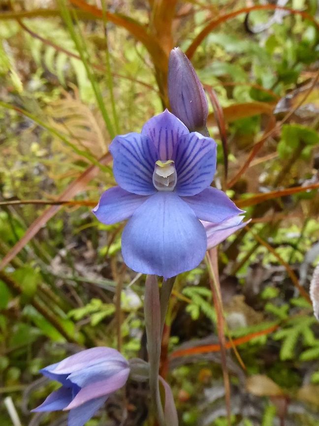 Swamp sun orchid (Thelymitra cyanea) Stewart Island, New Zealand. Jan 11, 2017. Geotagged,New Zealand,Summer,Thelymitra cyanea