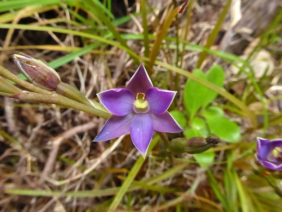 Thelymitra hatchii (Orchidaceae) Stewart Island, New Zealand. Jan 11, 2017. Geotagged,New Zealand,Summer,Sun orchid,Thelymitra hatchii