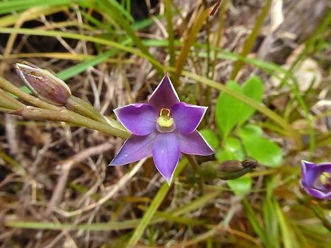 Thelymitra hatchii (Orchidaceae) Stewart Island, New Zealand. Jan 11, 2017. Geotagged,New Zealand,Summer,Sun orchid,Thelymitra hatchii