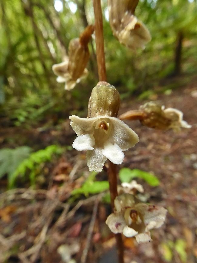 Potato orchid (Gastrodia cunninghamii) Ulva island, New Zealand. Jan 11, 2017. Gastrodia cunninghamii,Geotagged,New Zealand,Potato orchid,Summer