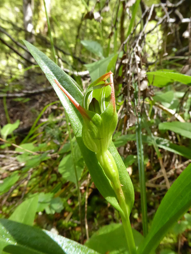 Greenhood (Pterostylis montana) Rob Roy Glacier track, Mount Aspiring NP, New Zealand. Jan 4, 2017. Geotagged,Greenhood,New Zealand,Pterostylis montana,Summer